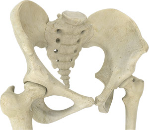 Hip Anatomy